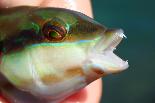 Photo of Slippery dick (Halichoeres bivittatus)