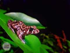 Pulchrana baramica