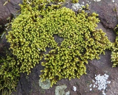 Bryopsida