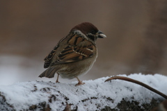 Passer montanus