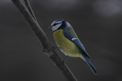 Cyanistes caeruleus