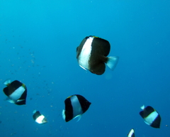 Hemitaurichthys zoster