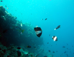 Hemitaurichthys zoster