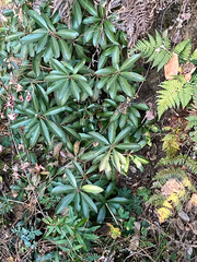 Pieris formosa, photograph author not stated, no rights reserved