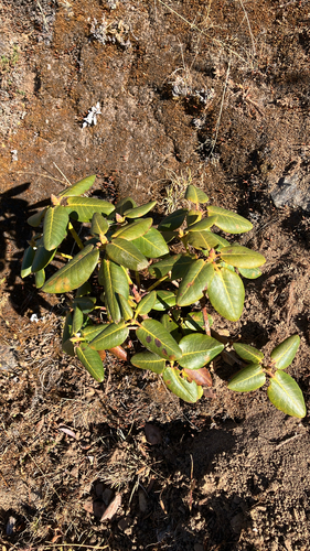 Thomson's rhododendron (Rhododendron thomsonii)