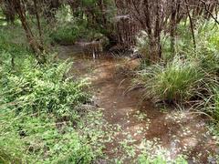 Potamogeton suboblongus