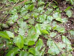 Potamogeton suboblongus