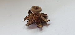 Geastrum tenuipes