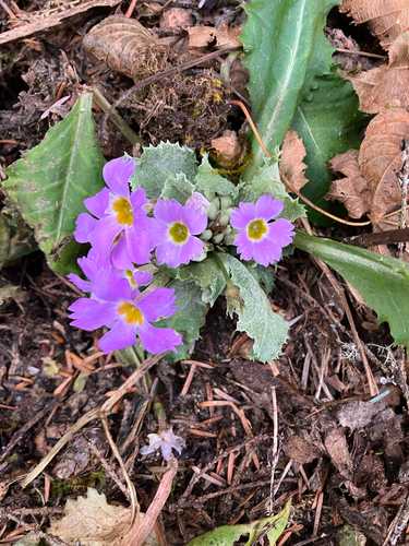 Primula bracteosa, photograph 2