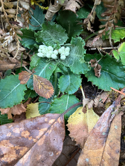 Primula bracteosa