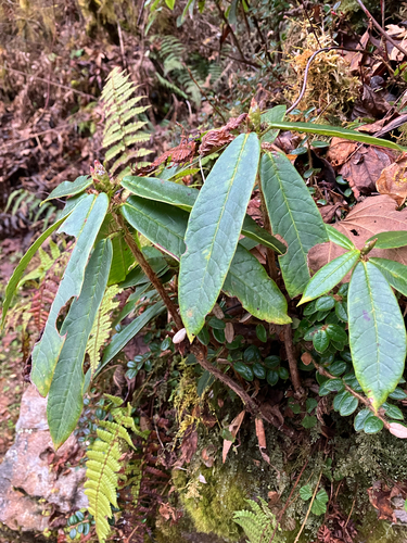 Rhododendron barbatum