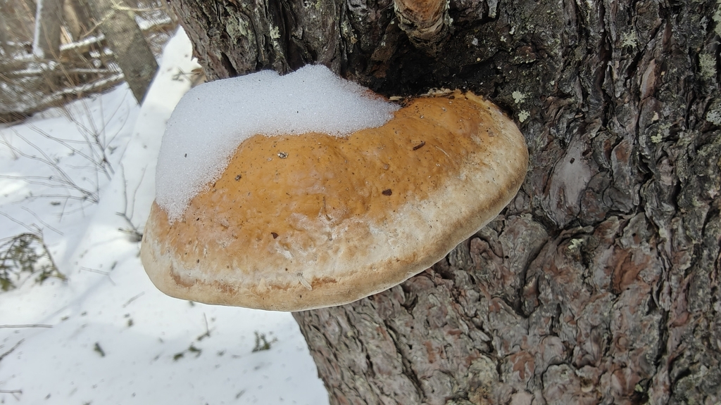 Fomitopsis mounceae · December 2025 · photo: © zhangshen (iNaturalist, cc-by)