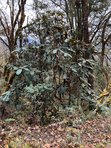 Falconer rhododendron (Rhododendron falconeri)