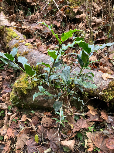 Himalayan holly (Ilex dipyrena)