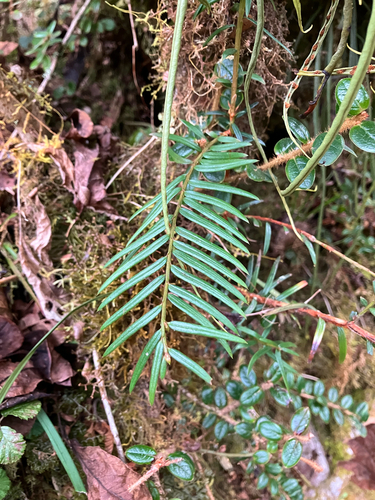 Tsuga dumosa, photograph 4