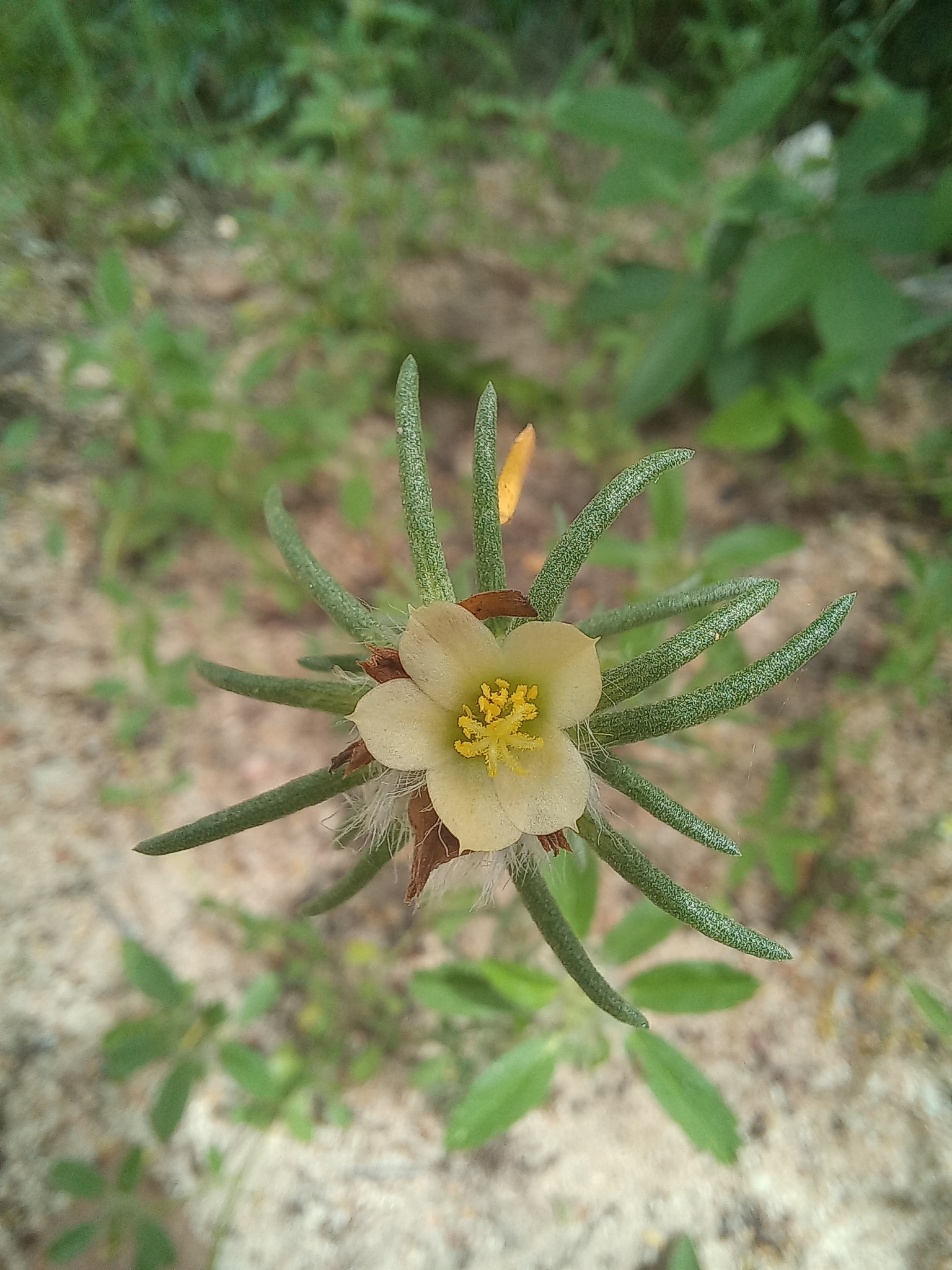 Portulaca elatior