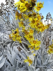 Senecio niveoaureus