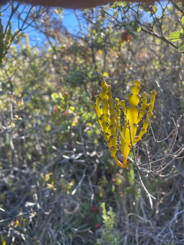 Korthalsella complanata observed 2025-12-25