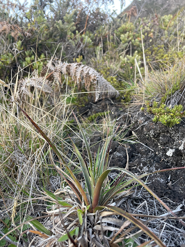 Luzula hawaiiensis observed 2025-12-24