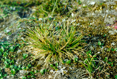 Carex misandra