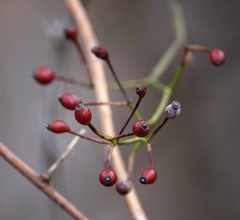 Rosa multiflora