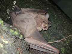 Artibeus jamaicensis