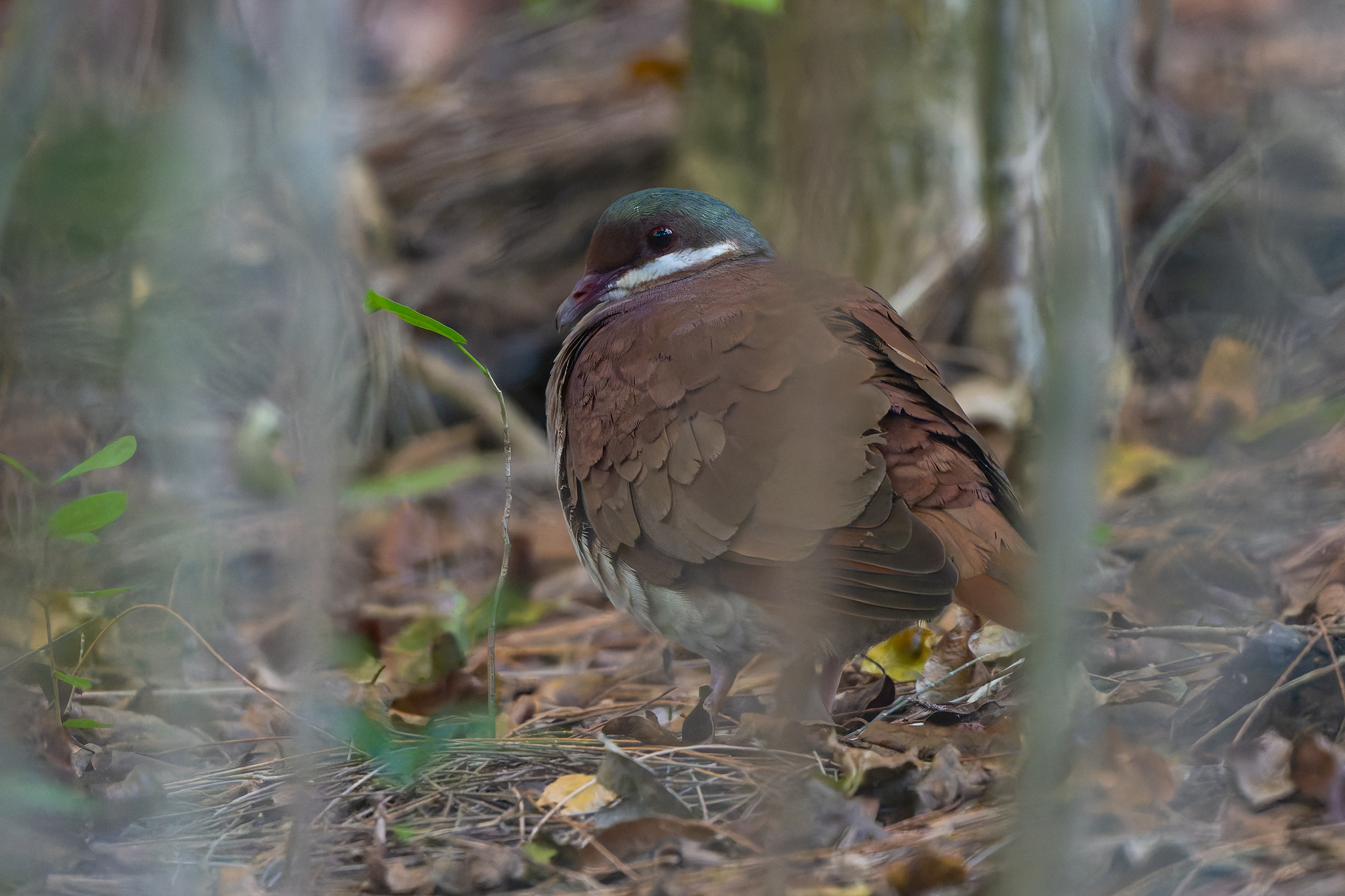 Key West Quail-Dove (Geotrygon chrysia), photo 4