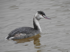 Podiceps cristatus