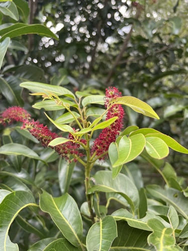 Elattostachys apetala observed 2025-12-29