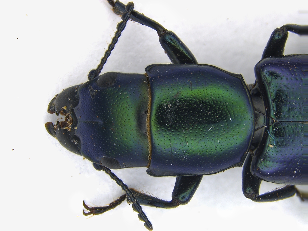 Temnoscheila virescens
