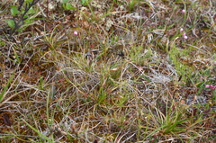 Carex misandra