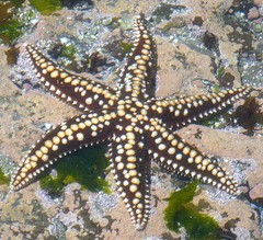 Meyenaster gelatinosus