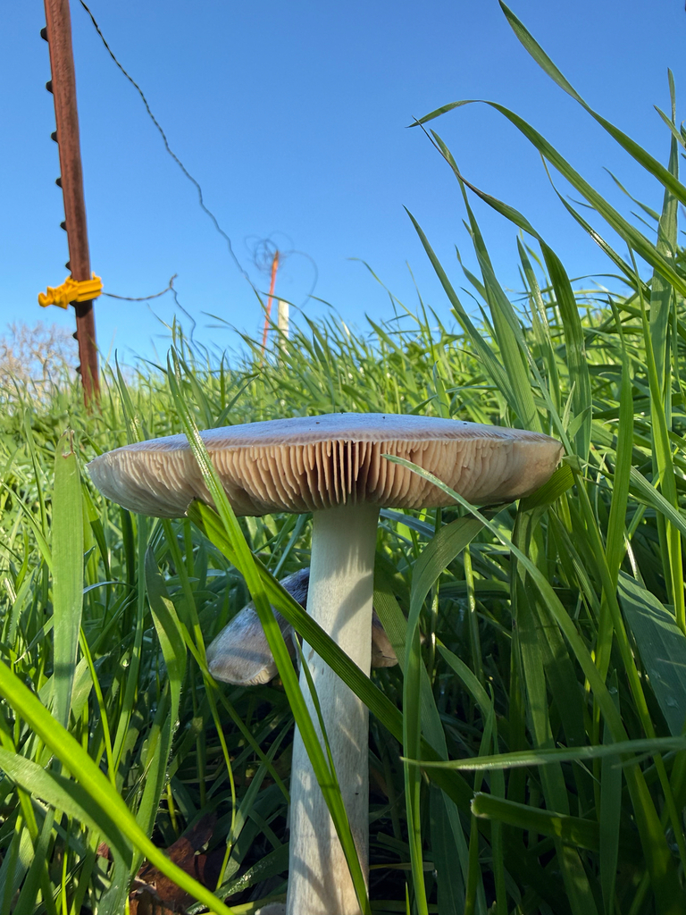 Volvopluteus gloiocephalus · December 2025 · photo: © theabobea (iNaturalist, cc0)