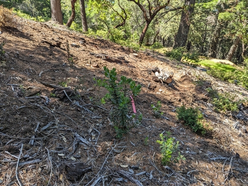 Kings Mountain Manzanita (Arctostaphylos regismontana)