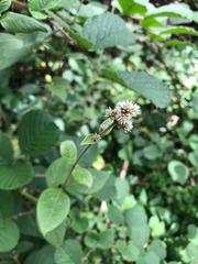 Alternanthera porrigens