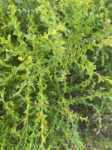 Coastal Dune Wattle (Acacia trapezoidea)