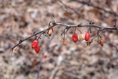 Berberis thunbergii