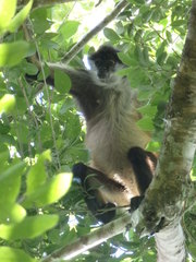 Ateles geoffroyi vellerosus