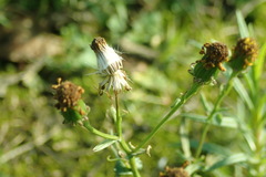 Senecio inaequidens