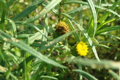 Senecio inaequidens