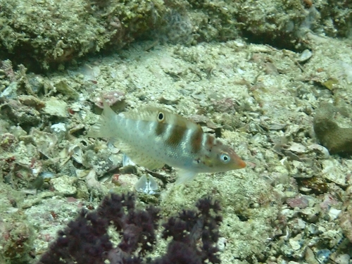 Coris batuensis observed 2025-12-26