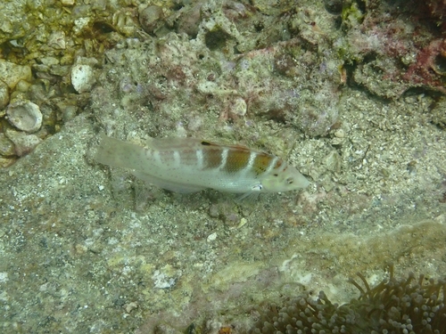 Coris batuensis observed 2025-12-26