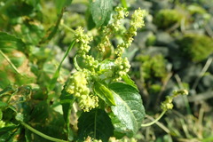 Mercurialis annua