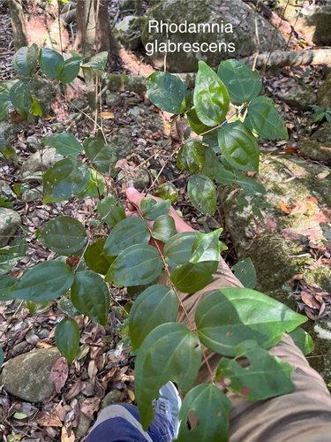 Rhodamnia glabrescens, 2023-08-19