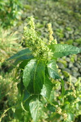 Mercurialis annua