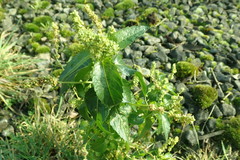 Mercurialis annua