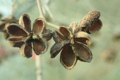 Euonymus europaeus
