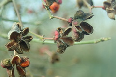 Euonymus europaeus
