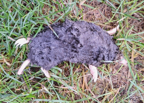 Coast Mole observed by sidalcea
