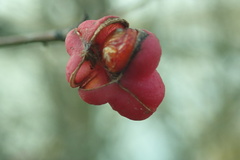 Euonymus europaeus